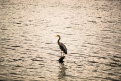 Bird_in_Water