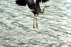 takeflight1