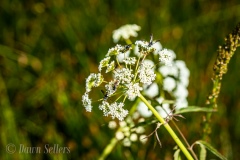 IMG_4003